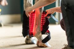 Equine LED beenpad