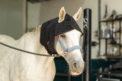 Equine LED Light Therapy Hoofd-Set