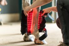 Equine LED beenpad