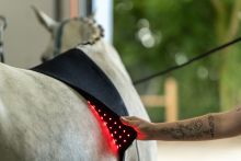 Equine LED Light Therapy Hals/Rug-Set