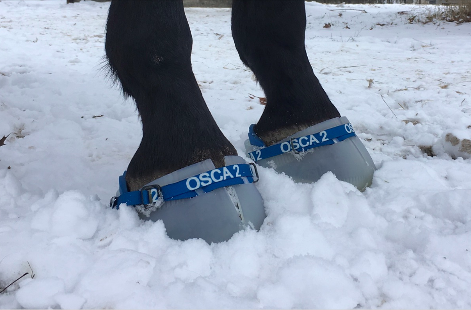 Hoefschoenen over hoefijzers: zo kan je paard toch naar buiten in de sneeuw
