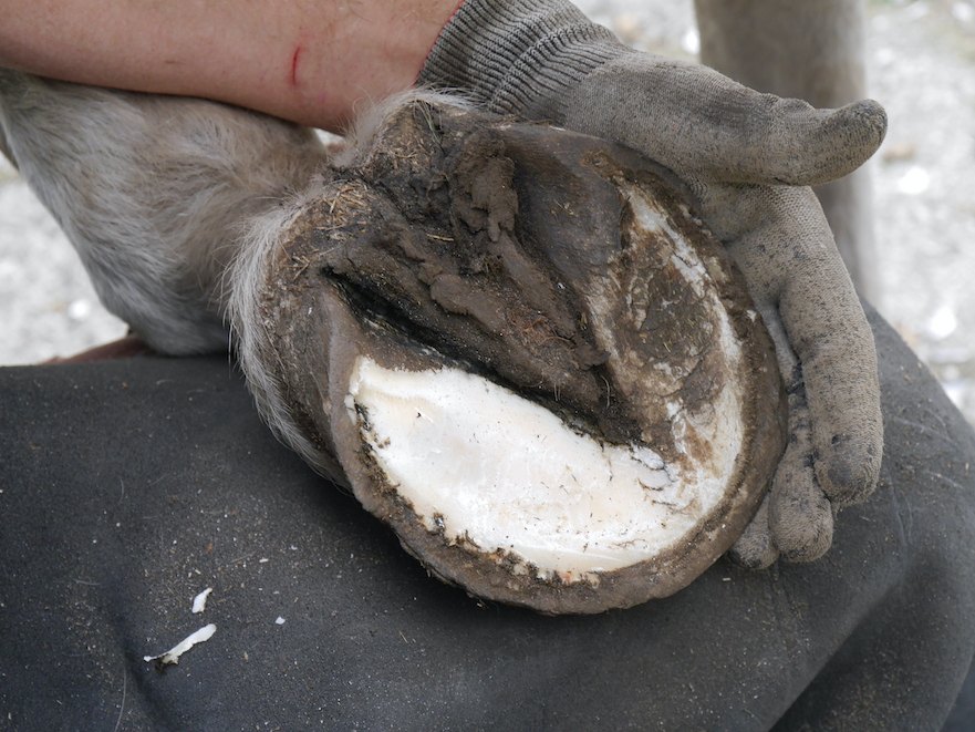 Goed bekappen van de achterkant van de hoef bij te korte hoeven