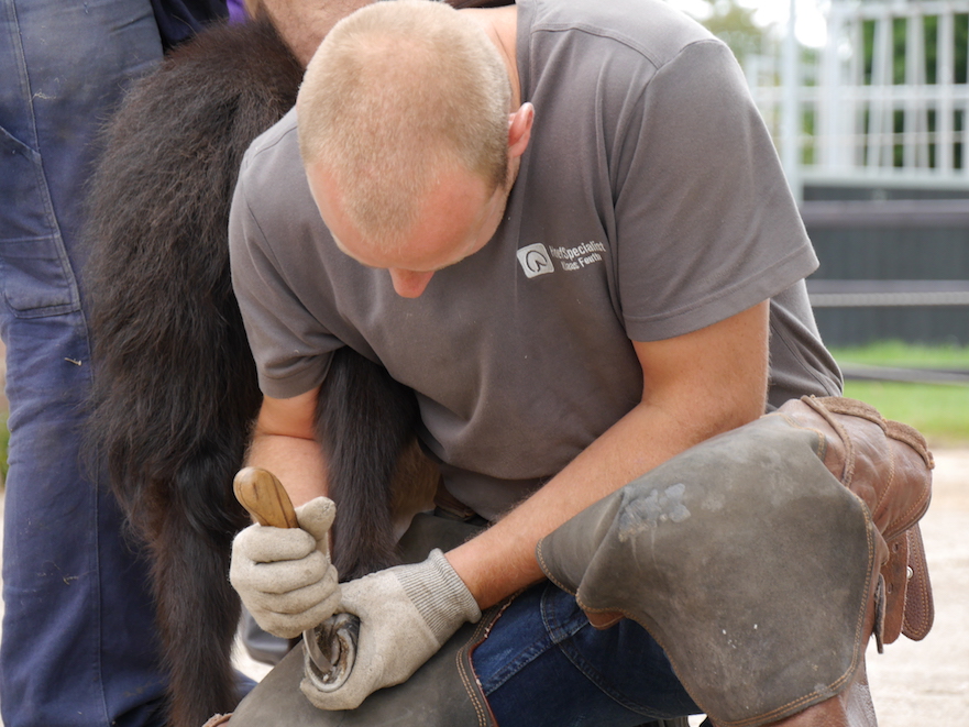 Corrigerend bekappen van een veulen